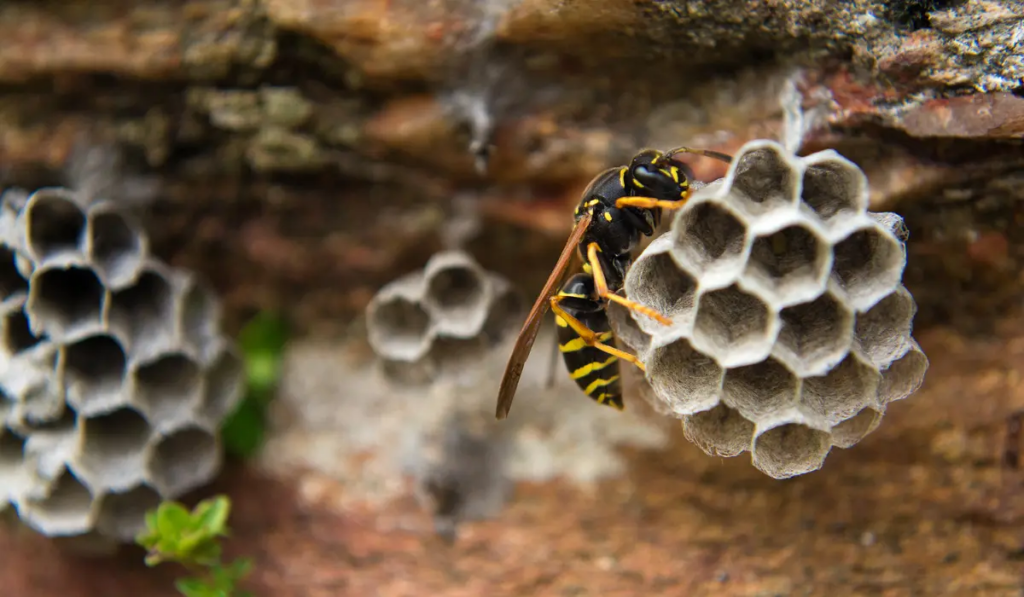 Safely Remove Wasps